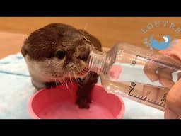 Too Funny! Otter Says, “No, Thank You!"