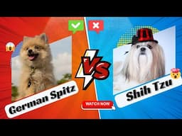 German Spitz vs Shih Tzu: The Perfect Match for You?