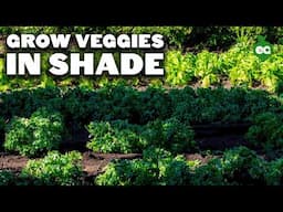 15 Perfect Veggies To Grow In Shady Gardens, No Matter Where You Live