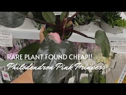 Rare Find at Bjs Wholesale Club - Philodendron Pink Princess