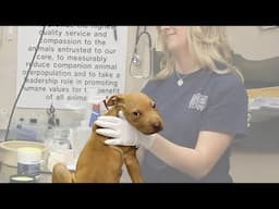 Animal Cops Detroit MHS Vet Rescues Starving and Dumped Puppies