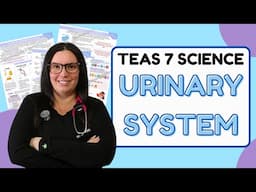 2024 ATI TEAS 7 Science Anatomy and Physiology Urinary System with Nurse Cheung