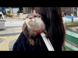 Otter Explored The Town Of Conan Japanese Anime.