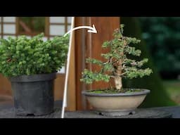 How to make a Bonsai tree - DIY