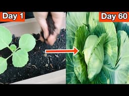 No need for Garden , Growing Cabbage in container | Growing Cabbages from seed to harvest | Easy