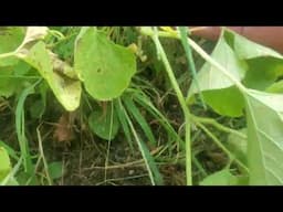 Mango Melon Growing | Great for pies and pickles