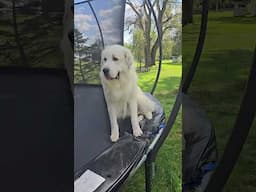 Huge Dog STUCK On A Trampoline