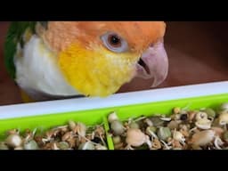 Puffman Caique Gets Emotional Over Sprouts