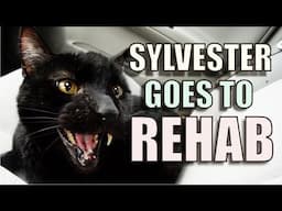 Talking Kitty Cat 67 - Sylvester Goes To Rehab