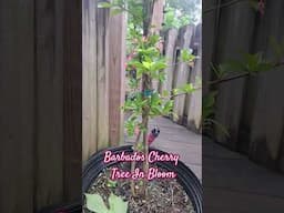 Barbados Cherry Tree In Bloom