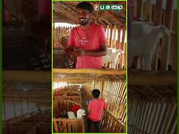 ஆடு மேய்க்கிறேன் Vs ஆடு வளர்க்கிறேன் | Vinayaga Goat Farm | Pasumai Vikatan