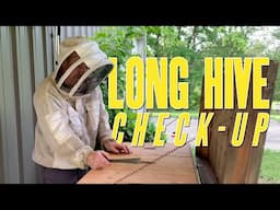 Long Hive Check Up, What's happening in the Long Hive?