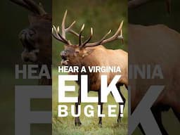 Elk Bugling in Virginia 🎥 #virginiawildlife #elk #wildlife #naturesounds