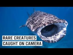 Rare Encounters: Footage of the Elusive Whale Shark Caught on Camera