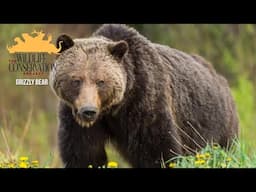 The Wildlife Conservation Project: Grizzly Bear    Chapter 1