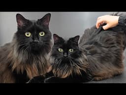 First Groom And Nail Trim In 10 YEARS On A Beautiful Black Void Cat