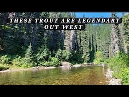 It's LEGENDARY out west - I'd argue it's the US's PREMIER trout!  An Epic Fly Fishing trip!