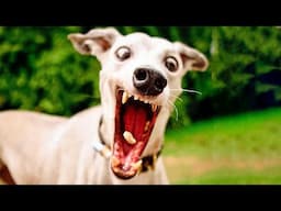 Funny Cats And Dogs Videos 🤣 - Funniest Animal Videos 2024! 🤗