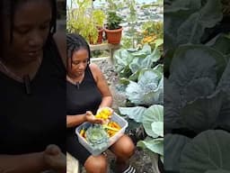 Scotch bonnet peppers #shorts #gardening #viralvideo #home #food #fruit