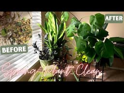 Spring MASSIVE Indoor Plant Clean Up & Organization