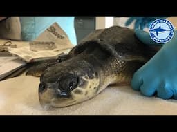 Mote Welcomes New Sea Turtle Patients