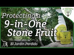 How To Care For A Multi Grafted Fruit Tree | featuring @eljardinperdido