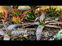 Succulents in the Garden: From Container to Landscape