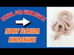 Retail For Wholesale / Hypo Whiteside Florida KIng Snake By Cold Blood Creations