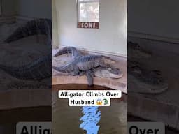 Alligator Climbs Over Husband 😱🐊#shorts #alligator