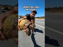 Turtles or Snakes- Which Do Cars Swerve to Hit More?