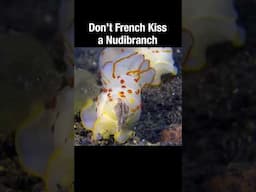 Don't French Kiss a Nudibranch #short