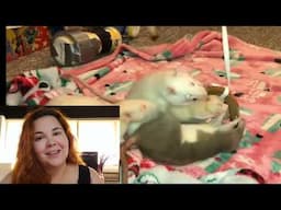 Rat Funny Compilation - React | Reagindo a videos de ratos da internet