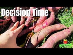 We Grew Beautiful Sweet Potatoes, BUT the VOLES Had Other Plans!