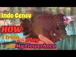 Relaxing And Playing With My Indo Cencu Flowerhorn. He Is So Big!