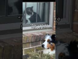 Do we adopt a #cat ? #dog #doglover #dogs #cats # #dogshorts #doglife #australianshepherd #dogcats