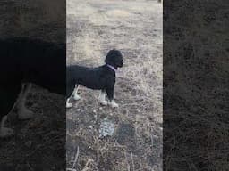 Happy Doodle running free 😍 #bernedoodle #doodlegirl #doodle #camping