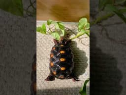 Peaches only gets a couple bites every now and then as I clean up her enclosure. #tortoise #redfoot