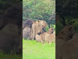 Buffalo Breakfast For Lions | #Wildlife #ShortsAfrica