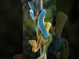 Blue Viper | White Lipped Pit Viper