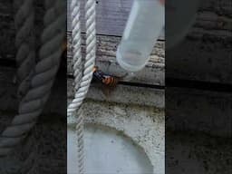 Protecting Japanese Honeybees by Capturing a Giant Hornet