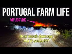 How much Damage did the Wildfires cause? | PORTUGAL FARM LIFE