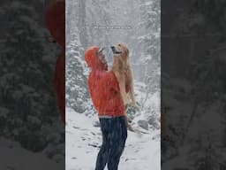 2 golden retrievers playing in the snow in October