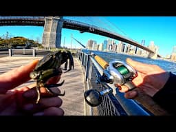 East River Fishing. Blackfish NYC Green Crab Bait