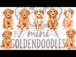 Mini Goldendoodles Are 7 Weeks Old | JoeyXKevin