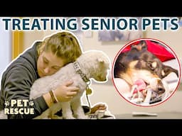 Elderly Animals Who Will Break Your Heart