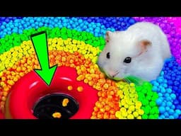 🌈🐹 Hamster Escape: Hamster Best Videos Compilation and More Maze Challenge Stories for Pets 😱