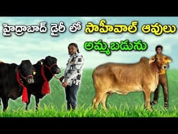 హైద్రాబాద్ డైరీ లో సాహీవాల్  ఆవులు అమ్మబడును | Gir Cows in Hyderabad Malakpet Dairy