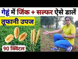 गेहूं में सल्फर और जिंक से पाएं तूफानी उपज। Gehu ki kheti | Gehu me zinc sulphate +Sulfur fertilizer