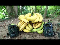 What Happens to a Pile of Bananas in the Woods? (Trail Camera)