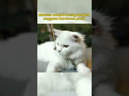 Muezza, Kucing Kesayangan Nabi, Begini Keistimewaannya! #shorts #kucing #kucinglucu #videokucing